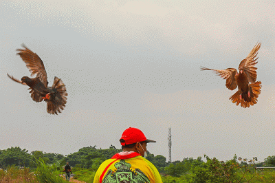 Para penggemar burung merpati sedang berlatih kecepatan dan ketepatan di Lapangan Kembangan, Jakarta Barat, Selasa (15/2/2022).