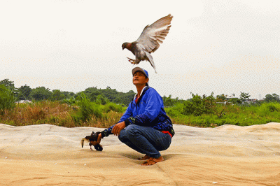 Para penggemar burung merpati sedang berlatih kecepatan dan ketepatan di Lapangan Kembangan, Jakarta Barat, Selasa (15/2/2022).
