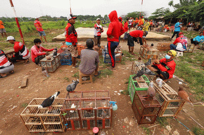 Para penggemar burung merpati sedang berlatih kecepatan dan ketepatan di Lapangan Kembangan, Jakarta Barat, Selasa (15/2/2022).