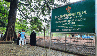 Pengunjung memberi makanan Rusa Tutul (Axis Axis) di penangkaran rusa Universitas Hasanuddin (Unhas), Makassar, Sulsel, Minggu (20/2/2022).