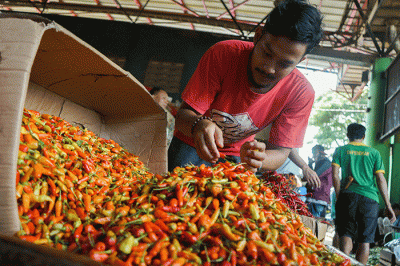 Pedagang saat merapihkan cabai rawit merah di Pasar Induk Kramat Jati, Jakarta Timur, Selasa (22/2/2022).