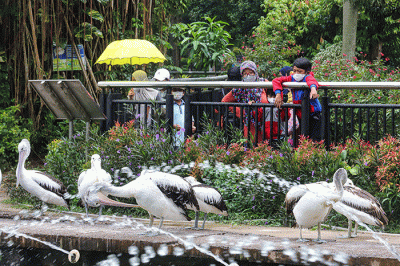 Pengunjung melihat gajah di Taman Marga Satwa Ragunan, Jakarta Selatan, Senin (28/2/2022).