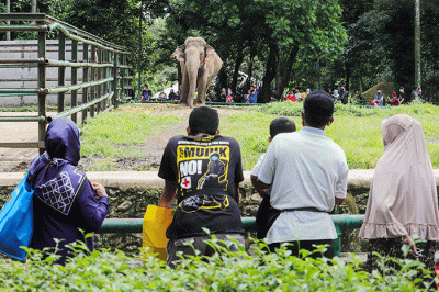 Pengunjung melihat gajah di Taman Marga Satwa Ragunan, Jakarta Selatan, Senin (28/2/2022).
