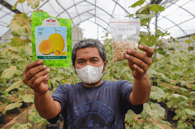 Petugas melakukan perawatan buah melon di Argo Edu Wisata (AEW) Cilangkap, Jakarta Timur, Sabtu (12/3/2022).