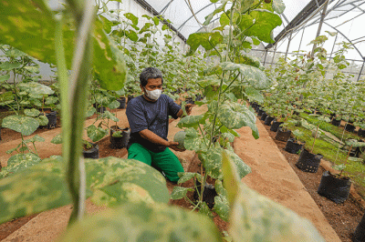 Petugas melakukan perawatan buah melon di Argo Edu Wisata (AEW) Cilangkap, Jakarta Timur, Sabtu (12/3/2022).