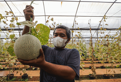 Petugas melakukan perawatan buah melon di Argo Edu Wisata (AEW) Cilangkap, Jakarta Timur, Sabtu (12/3/2022).