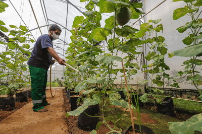 Petugas melakukan perawatan buah melon di Argo Edu Wisata (AEW) Cilangkap, Jakarta Timur, Sabtu (12/3/2022).