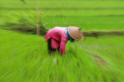 Aktivitas para warga di lahan persawahan desa Pemekaran, Sumedang, Jawa Barat, Senin, (21/3/2022).