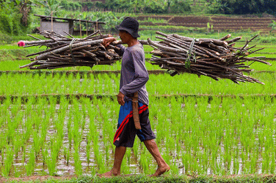 Aktivitas para warga di lahan persawahan desa Pemekaran, Sumedang, Jawa Barat, Senin, (21/3/2022).