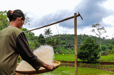 Aktivitas para warga di lahan persawahan desa Pemekaran, Sumedang, Jawa Barat, Senin, (21/3/2022).