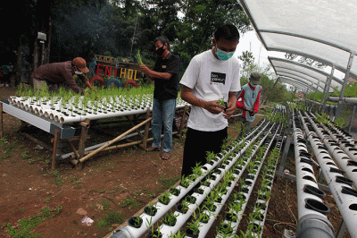 Warga melakukan budidaya tanaman hidroponik di Taman Brenthol, Kampung Berseri Astra, Kecamatan Sumberjaya, Kabupaten Majalengka.
