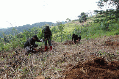 Pengelola Hutan Organik Megamendung Yuhan Subrata dan Perintis Hutan Organik Megamendung Rosita Istiawan saat menanam tanaman keras di kawasan Hutan Organik.