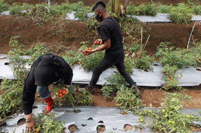 Pengelola Hutan Organik Megamendung Yuhan Subrata dan Perintis Hutan Organik Megamendung Rosita Istiawan saat menanam tanaman keras di kawasan Hutan Organik.