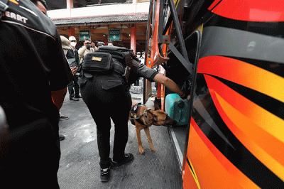 Petugas mengerahkan anjing pelacak K9 BNN untuk memeriksa bus di Terminal Kampung Rambutan, Jakarta, Rabu (27/4/2022).