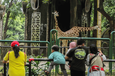 Pengunjung melihat Jerapah di Taman Margasatwa Ragunan, Jakarta Selatan, Selasa (3/5/2022).