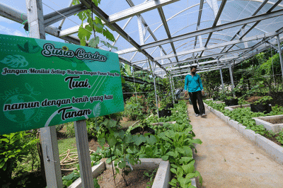 Anggota Kelompok Tani saat merawat tanaman di Susia Garden, Kalibata, Jakarta Selatan, Jumat (13/5/2022).