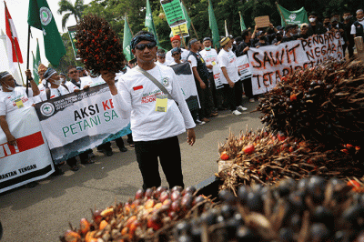 Sejumlah pengunjukrasa yang tergabung dalam Asosiasi Petani Kelapa Sawit Indonesia (Apkasindo) memperlihatkan buah sawit saat berunjuk rasa.