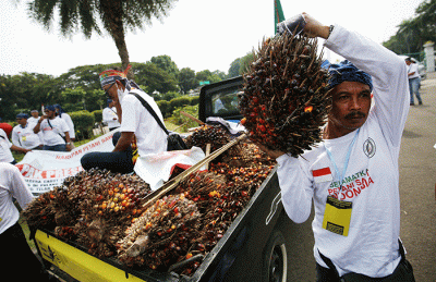 Sejumlah pengunjukrasa yang tergabung dalam Asosiasi Petani Kelapa Sawit Indonesia (Apkasindo) memperlihatkan buah sawit saat berunjuk rasa.