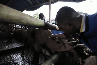 Peternak menyemprotkan cairan disinfektan di peternakan Tasbih Farm kawasan Lubang Buaya, Jakarta Timur, Kamis (19/5/2022).