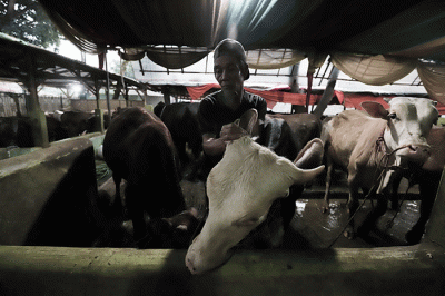 Peternak menyemprotkan cairan disinfektan di peternakan Tasbih Farm kawasan Lubang Buaya, Jakarta Timur, Kamis (19/5/2022).