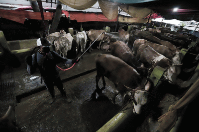 Peternak menyemprotkan cairan disinfektan di peternakan Tasbih Farm kawasan Lubang Buaya, Jakarta Timur, Kamis (19/5/2022).