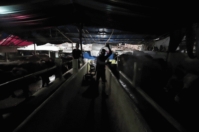 Peternak menyemprotkan cairan disinfektan di peternakan Tasbih Farm kawasan Lubang Buaya, Jakarta Timur, Kamis (19/5/2022).