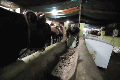 Peternak melakukan perawatan hewan ternak di peternakan Tasbih Farm kawasan Lubang Buaya, Jakarta Timur, Kamis (19/5/2022).