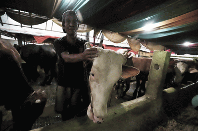 Peternak melakukan perawatan hewan ternak di peternakan Tasbih Farm kawasan Lubang Buaya, Jakarta Timur, Kamis (19/5/2022).