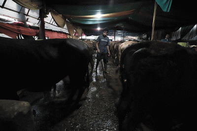 Peternak melakukan perawatan hewan ternak di peternakan Tasbih Farm kawasan Lubang Buaya, Jakarta Timur, Kamis (19/5/2022).