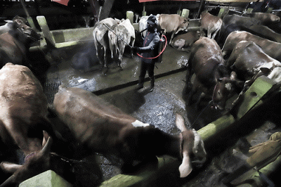 Peternak melakukan perawatan hewan ternak di peternakan Tasbih Farm kawasan Lubang Buaya, Jakarta Timur, Kamis (19/5/2022).