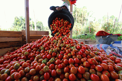 Petani memanen tomat Servo di Salimpaung, Kecamatan Salimpaung, Kabupaten Tanah Datar, Sumatera Barat, Kamis (19/5/2022).