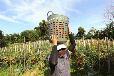 Petani memanen tomat Servo di Salimpaung, Kecamatan Salimpaung, Kabupaten Tanah Datar, Sumatera Barat, Kamis (19/5/2022).