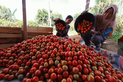 Petani memanen tomat Servo di Salimpaung, Kecamatan Salimpaung, Kabupaten Tanah Datar, Sumatera Barat, Kamis (19/5/2022).