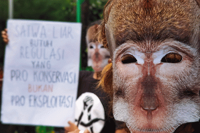 Pengunjuk rasa yang tergabung dalam Koalisi Monyet Ekor Panjang menggelar aksi damai di depan Kantor Kementerian Lingkungan Hidup dan Kehutanan, Jakarta.