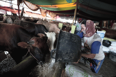 Peternak melakukan perawatan hewan ternak di Peternakan Tasbih Farm kawasan Lubang Buaya, Jakarta Timur, Senin (23/5/2022).