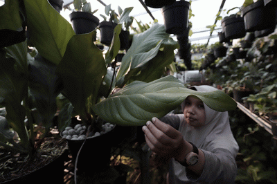 Penjual merawat tanaman hias di toko bunga Plantisme kawasan Halim Perdanakusuma, Jakarta Timur, Senin (30/5/2022).
