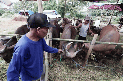 Peternak merawat hewan ternak di salah satu lapak penjualan hewan kurban di kawasan Kota Bekasi, Jawa Barat, Selasa (31/5/2022).