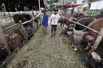 Peternak merawat hewan ternak di salah satu lapak penjualan hewan kurban di kawasan Kota Bekasi, Jawa Barat, Selasa (31/5/2022).