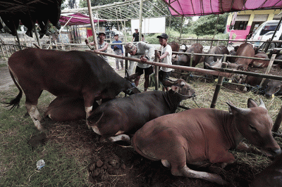 Peternak merawat hewan ternak di salah satu lapak penjualan hewan kurban di kawasan Kota Bekasi, Jawa Barat, Selasa (31/5/2022).