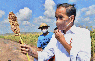 Presiden Jokowi saat meninjau Panen Sorgum di Sumba, NTT, Kamis (2/6/2022).
