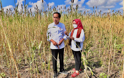 Presiden Jokowi saat meninjau Panen Sorgum di Sumba, NTT, Kamis (2/6/2022).