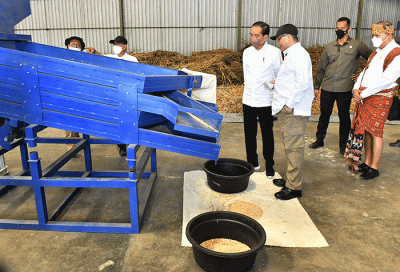 Presiden Jokowi saat meninjau Panen Sorgum di Sumba, NTT, Kamis (2/6/2022).