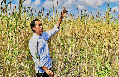 Presiden Jokowi saat meninjau Panen Sorgum di Sumba, NTT, Kamis (2/6/2022).