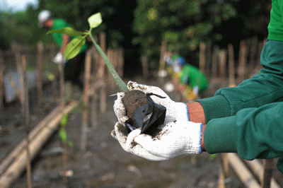Direktur Utama PT Karya Citra Nusantara, Widodo Setiadi (kiri) menyerahkan bibit mangrove kepada petugas penanam.