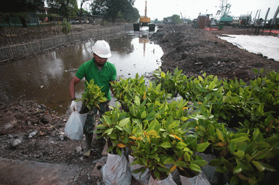 Direktur Utama PT Karya Citra Nusantara, Widodo Setiadi (kiri) menyerahkan bibit mangrove kepada petugas penanam.