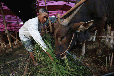 Pedagang memberi pakan hewan di lapak penjualan hewan kurban Sapi Bali Perkasa kawasan Jalan Kodau, Kota Bekasi, Jawa Barat, Selasa (21/6/2022).
