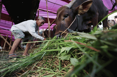 Pedagang memberi pakan hewan di salah satu lapak penjualan hewan kurban di kawasan Kota Bekasi, Jawa Barat, Selasa (21/6/2022).