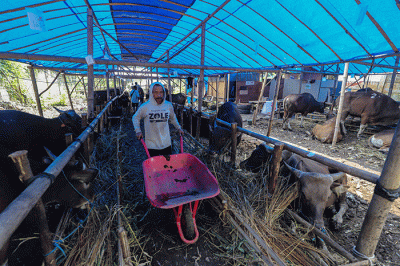 Pekerja memeriksa sapi dagangan milik perusahaan 'Blisapi' di kawasan Jalan Basuki Rahmat, Jakarta Timur, Rabu (22/6/2022).