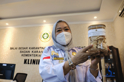 Balai Besar Karantina Pertanian (BBKP) Kementerian Pertanian Sulsel mengumumkan ekspor umbi porang ke China kembali dibuka, Makassar, Rabu (22/6/2022).