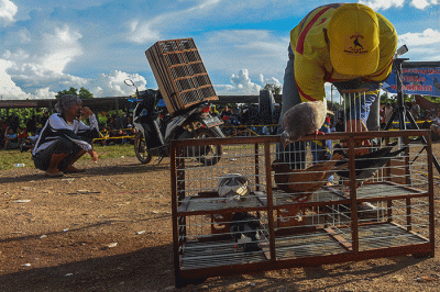 Ribuan peserta dari 10 provinsi dan 20 kabupaten/kota di Indonesia mengikuti Festival Merpati Kolongan Bebas.